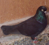 click for larger imagee